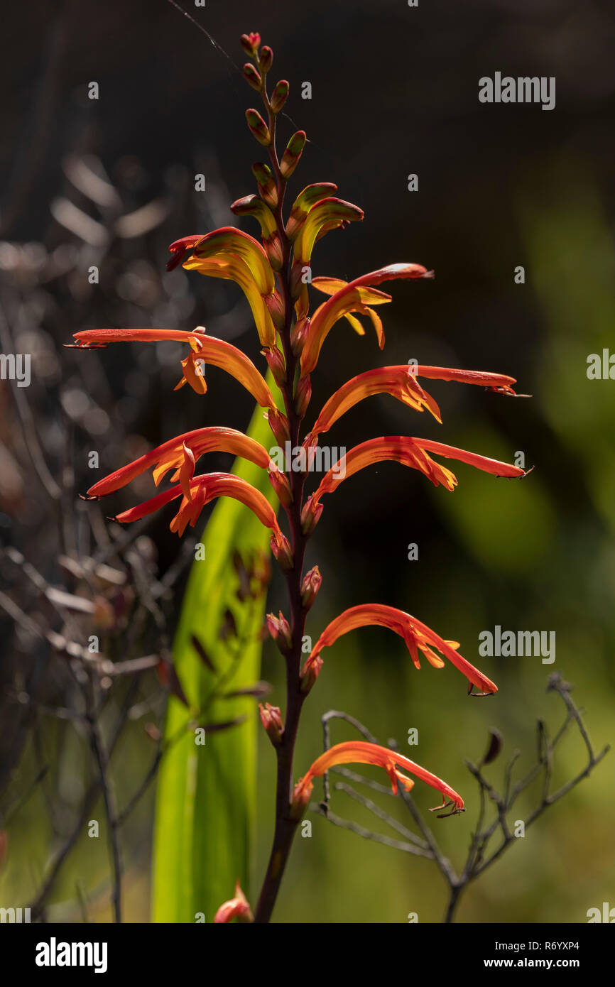 Chasmanthe floribunda, drapeau de l'Afrique, en fleurs dans les montagnes du Drakensberg, Afrique du Sud. Banque D'Images