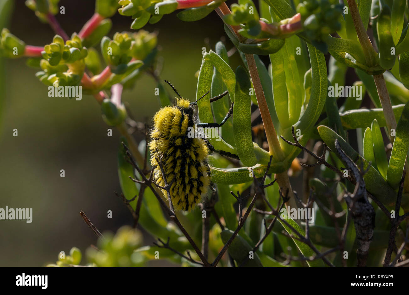 Jewel Beetle, pinceau Julodis cirrosa, réglée sur plante, dans les montagnes du Drakensberg, Afrique du Sud. Banque D'Images