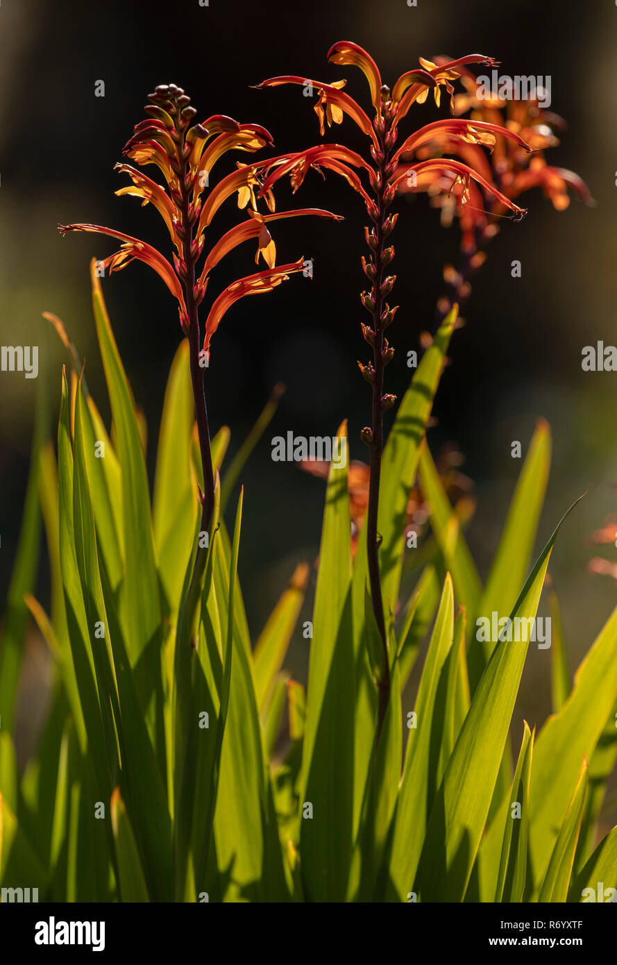 Chasmanthe floribunda, drapeau de l'Afrique, en fleurs dans les montagnes du Drakensberg, Afrique du Sud. Banque D'Images