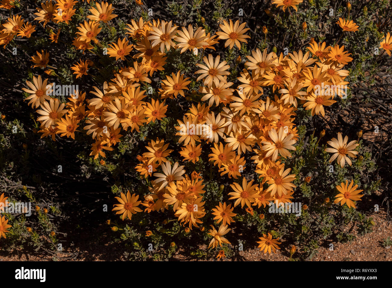 Feuilles bouclés arctotis, Arctotis revoluta, forme orange, en fleurs près de Kamieskroon, Afrique du Sud. Banque D'Images