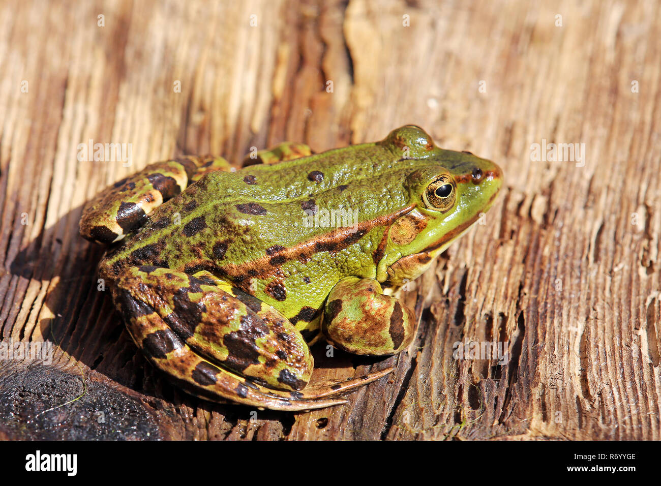 Frog pond baigne sur planche de bois à l'étang Banque D'Images