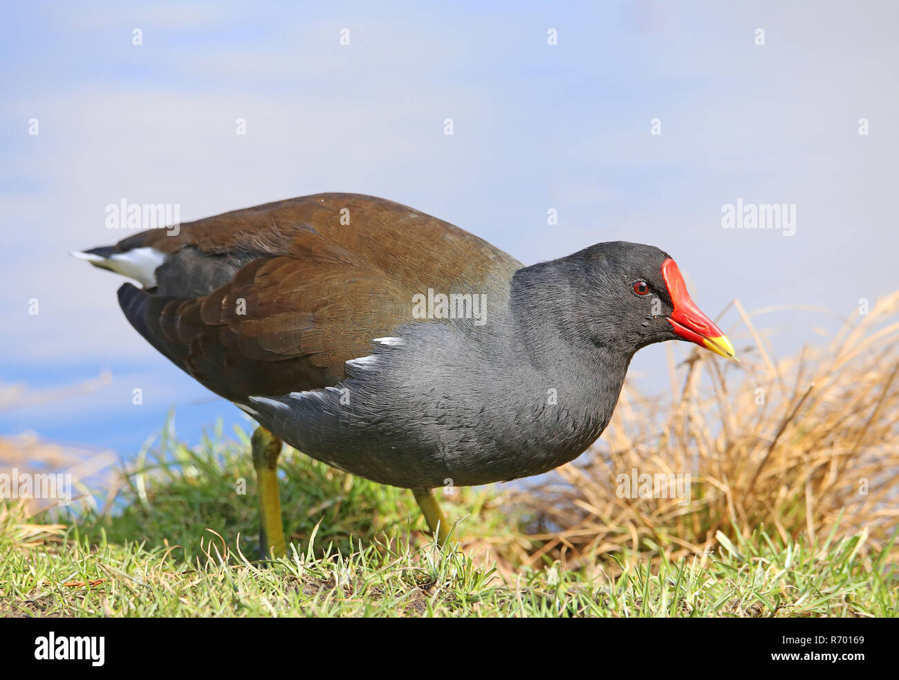 Les putois vert ou Gallinula chloropus Gallinule poule-d'eau étang de fer dans le parc de la ville Banque D'Images