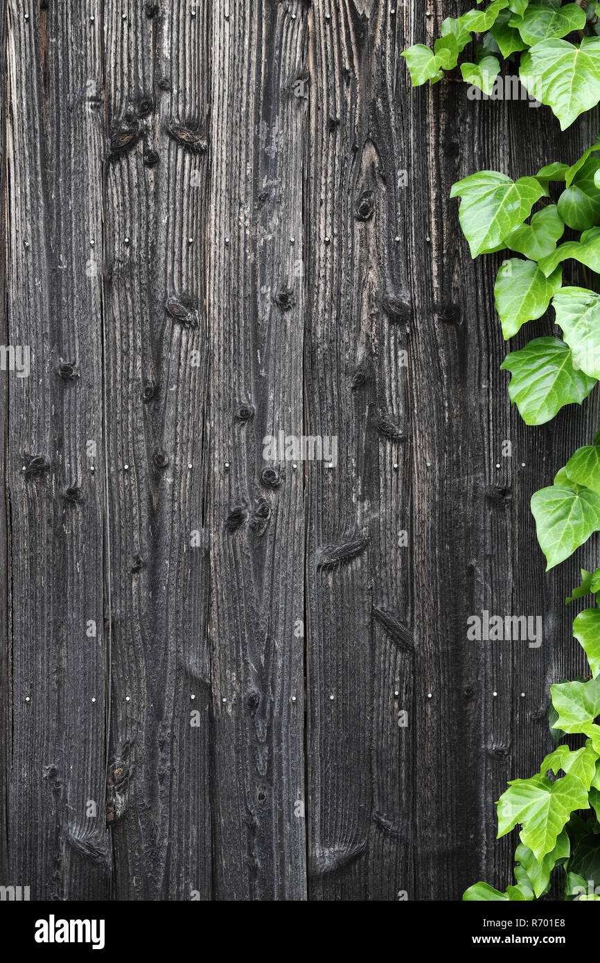 Vieux mur en bois noir avec des feuilles vertes de vignes background Banque D'Images