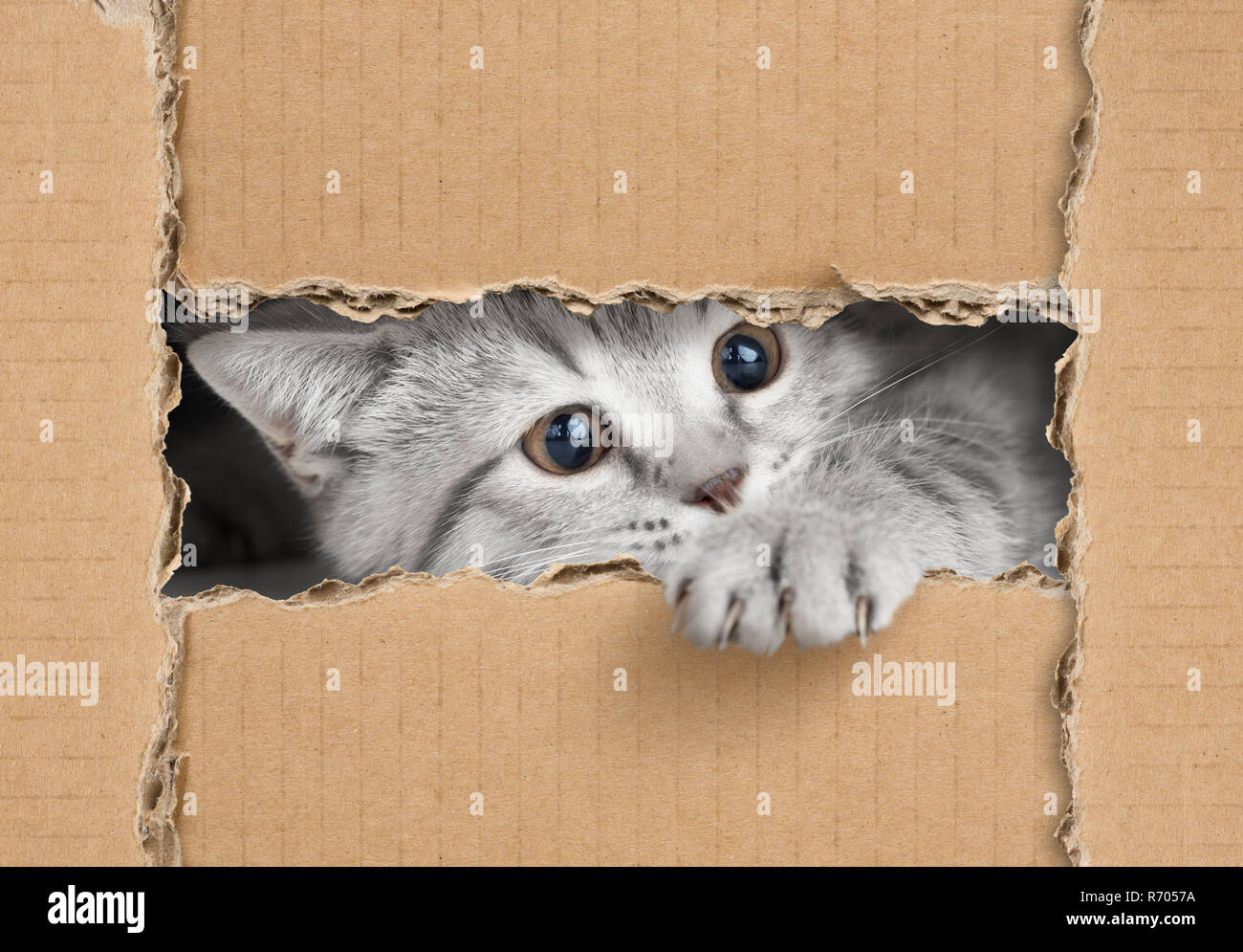 Mignon petit chat gris à la recherche à travers le trou du carton Banque D'Images