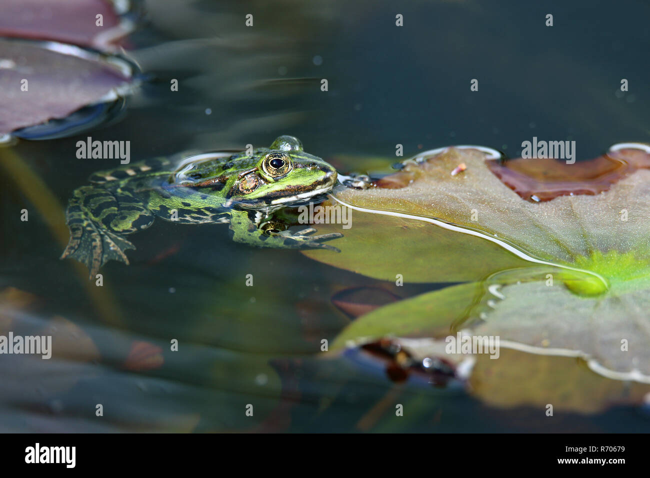 Étang frog Rana esculenta sur Lily Pad Banque D'Images