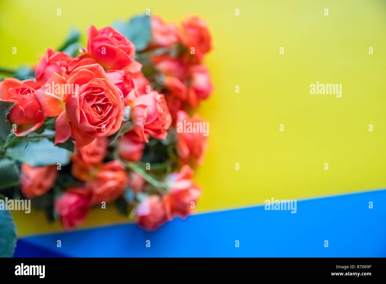 Big Orange Douce Roses Sur Fond Lumineux Colores Texture Valentines Day Carte De Vœux Joyeux Anniversaire Copier L Espace Maison De Vacances Fond Rose Fleurs Bouquet Celebration Concept Photo Stock Alamy