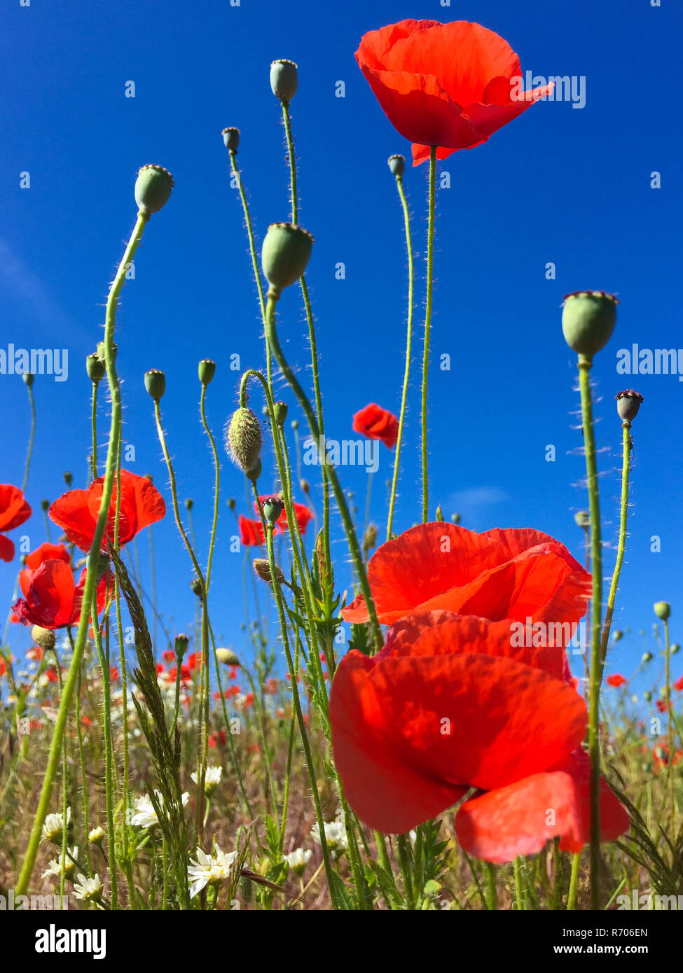 Coquelicots sur la dentelle et ciel bleu Banque D'Images