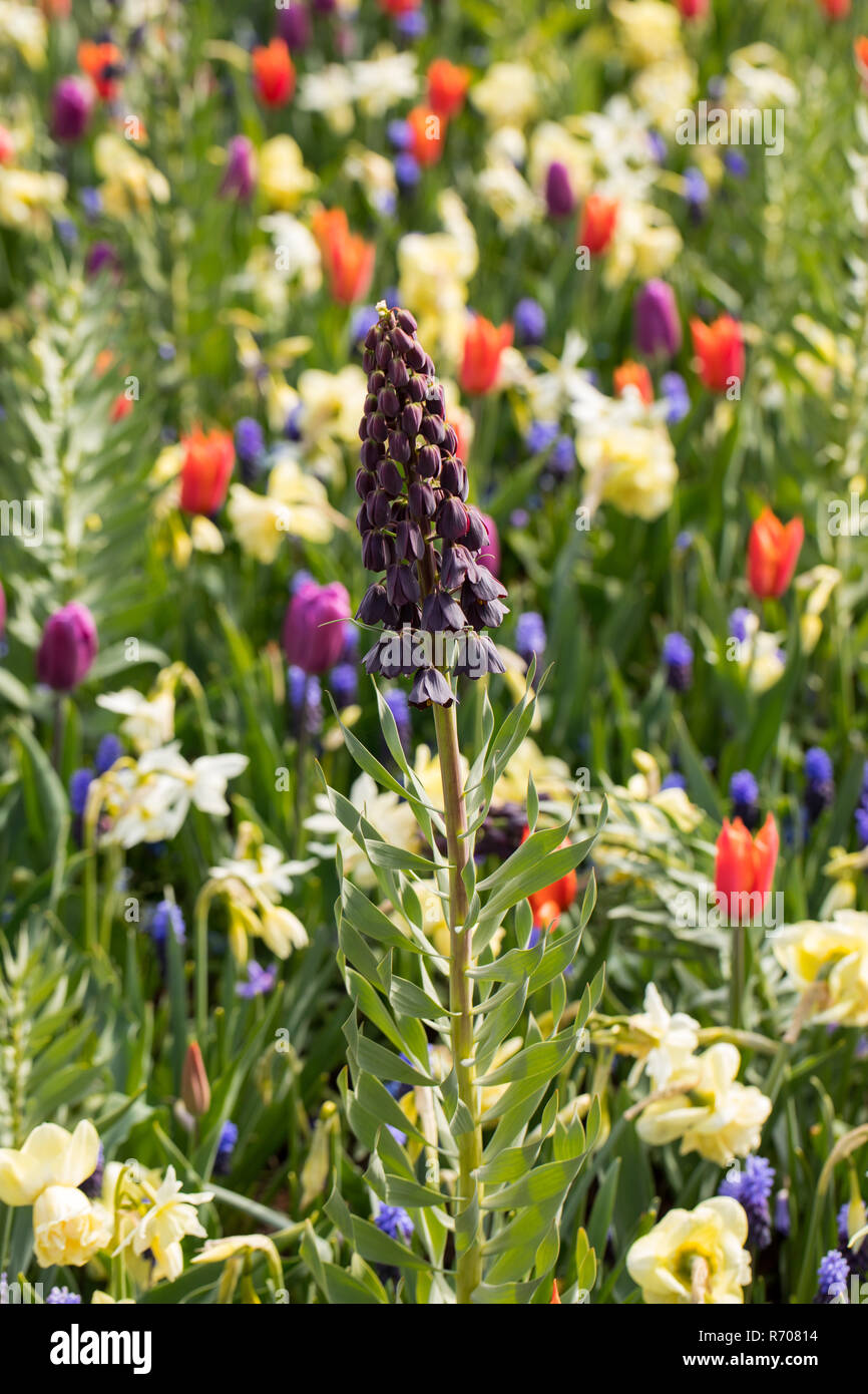 Fritillaria persica et fleurs dans un jardin en fleurs Banque D'Images