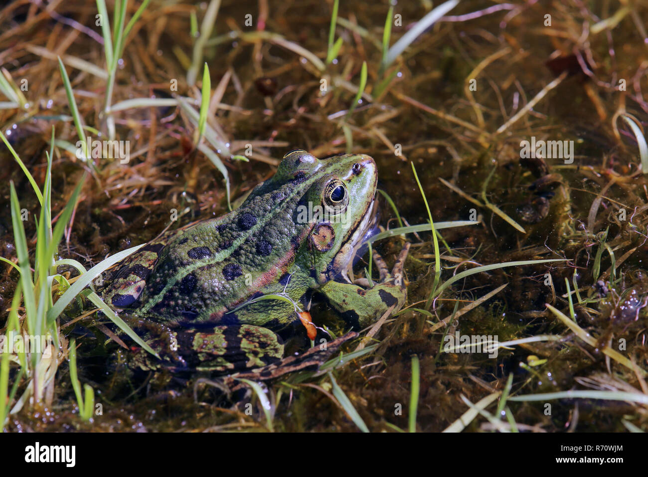 Frog pond à l'étang pelophylax esculenta shore Banque D'Images