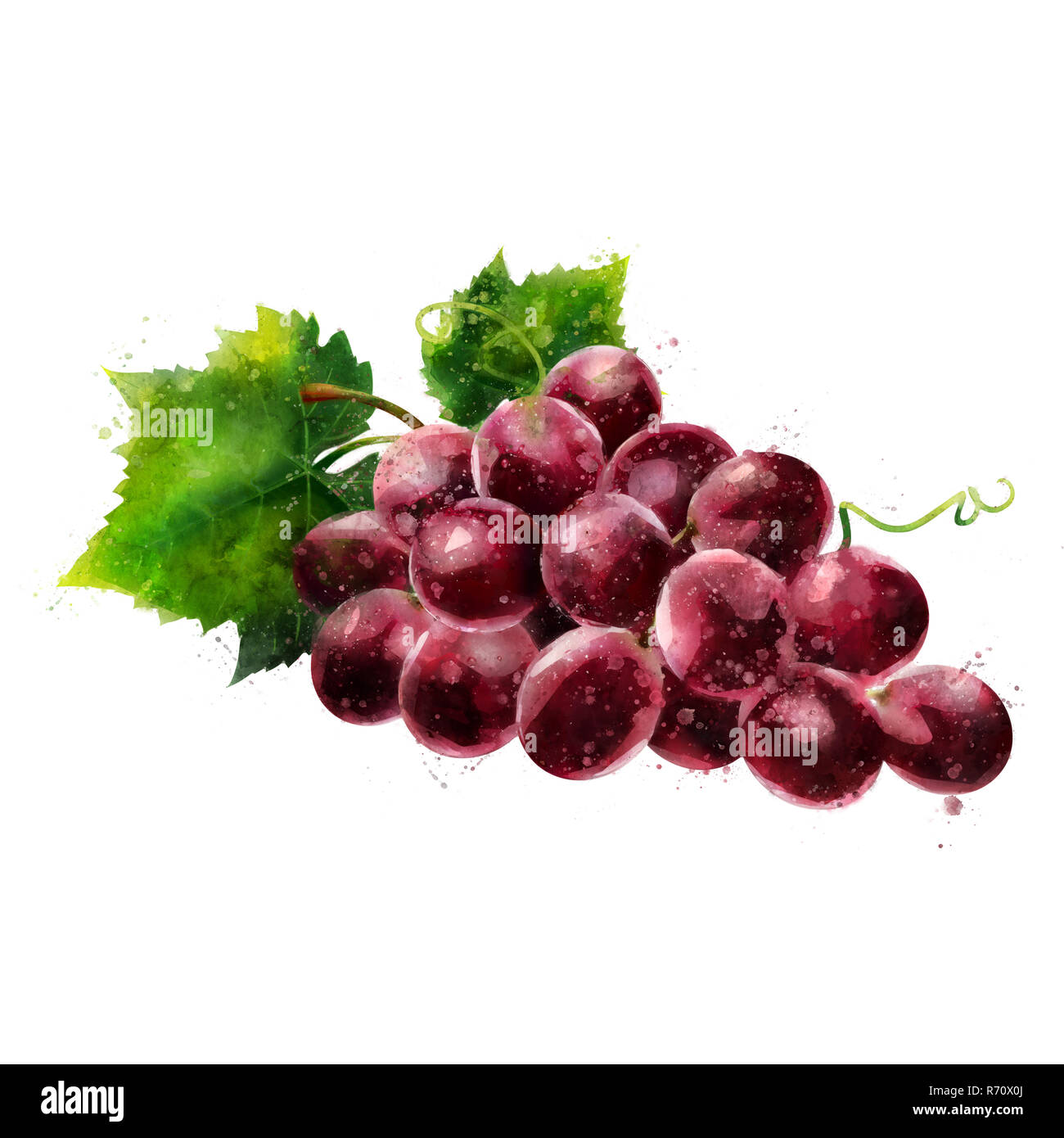 Les raisins rouges sur fond blanc. Illustration à l'aquarelle Banque D'Images