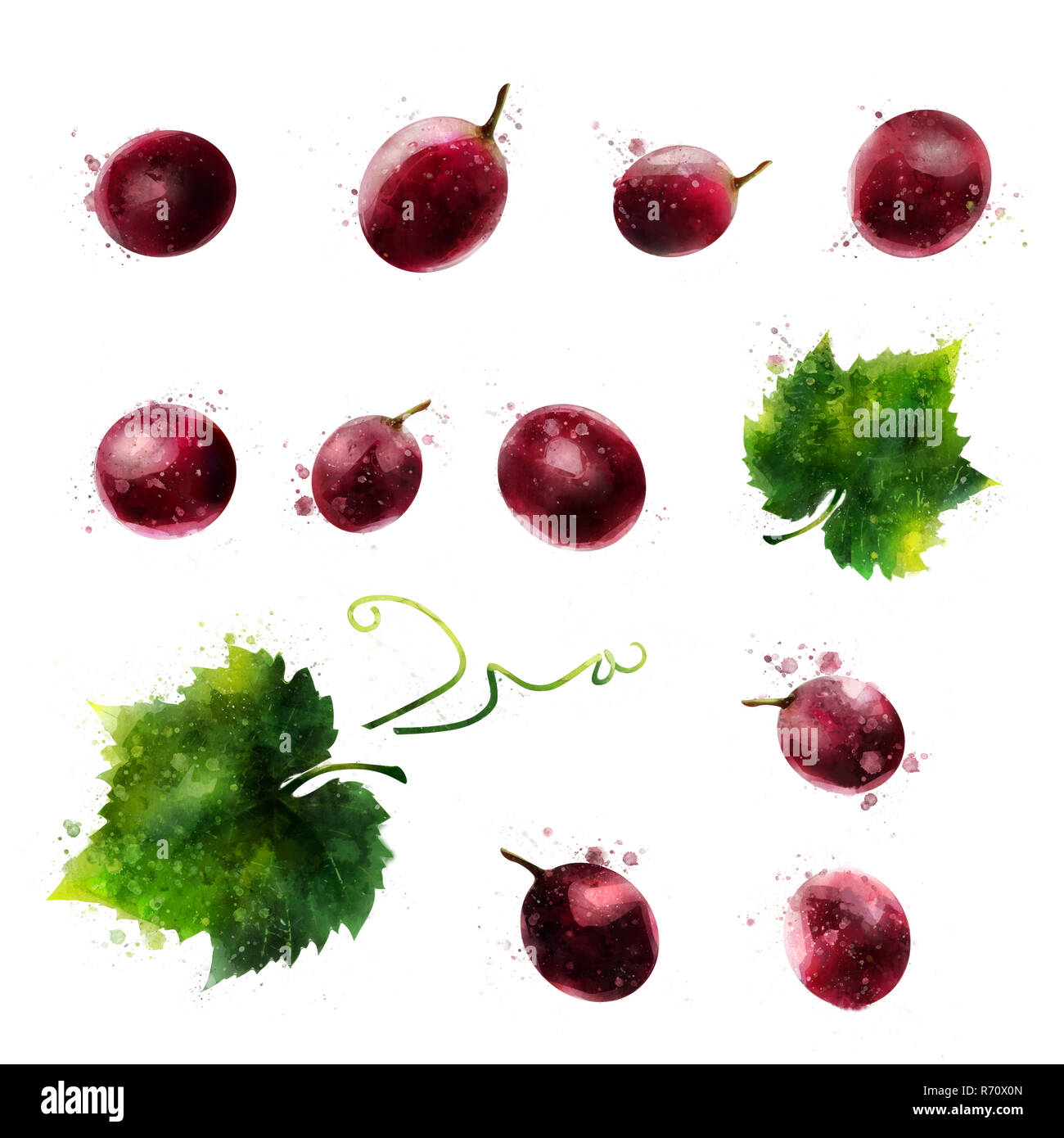 Les raisins rouges sur fond blanc. Illustration à l'aquarelle Banque D'Images