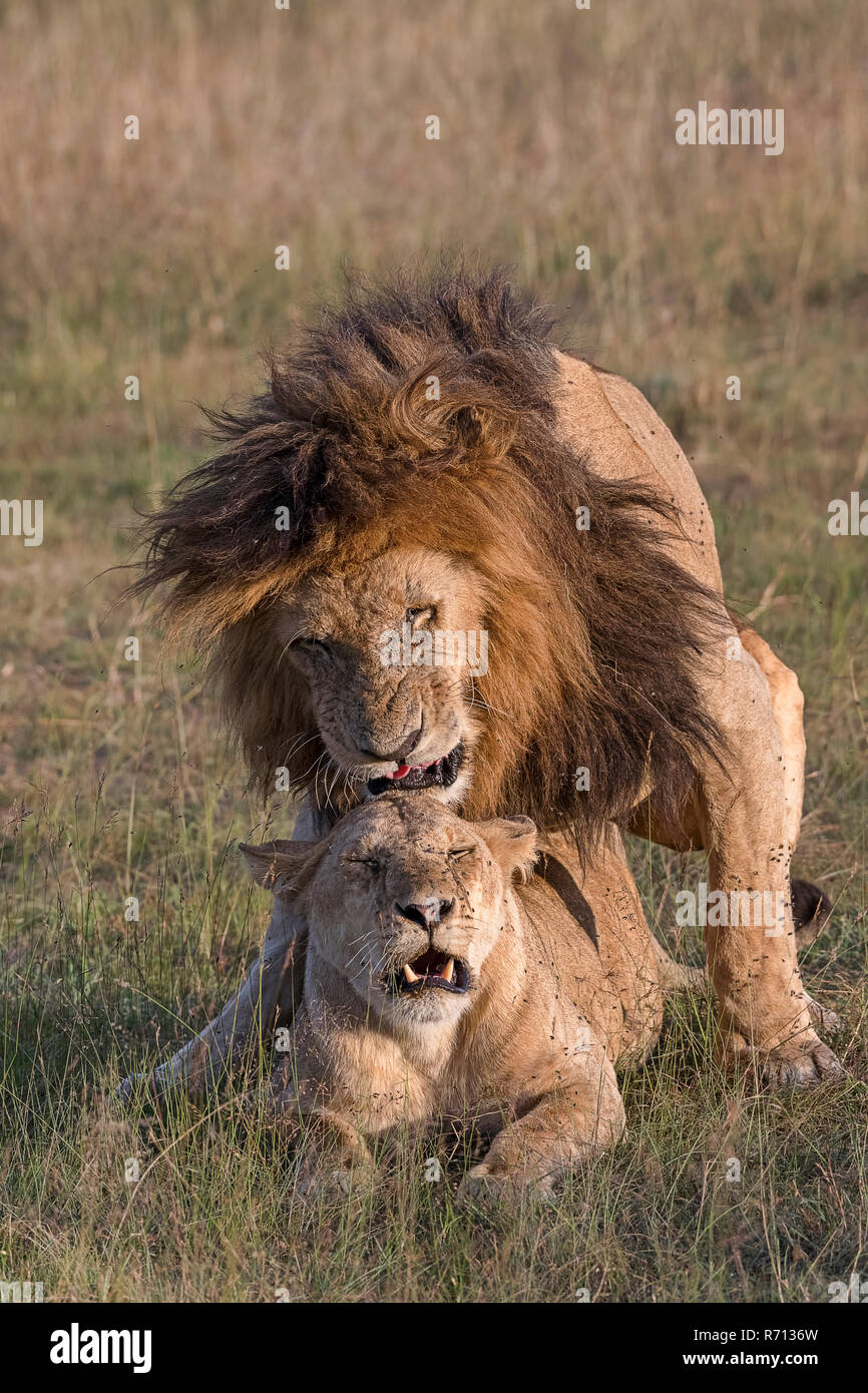 Les lions (Panthera leo), pair à pair, Masai Mara, Kenya, comté de Narok Banque D'Images