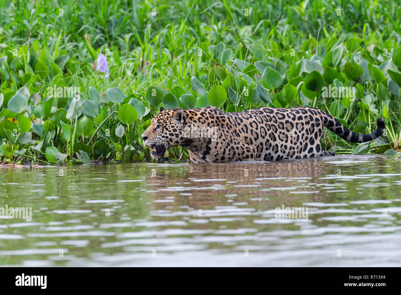 Jaguar Panthera Onca Dans L eau Banque De Photographies Et D images jaguar-panthera-onca-dans-l-eau-banque-de-photographies-et-d-images