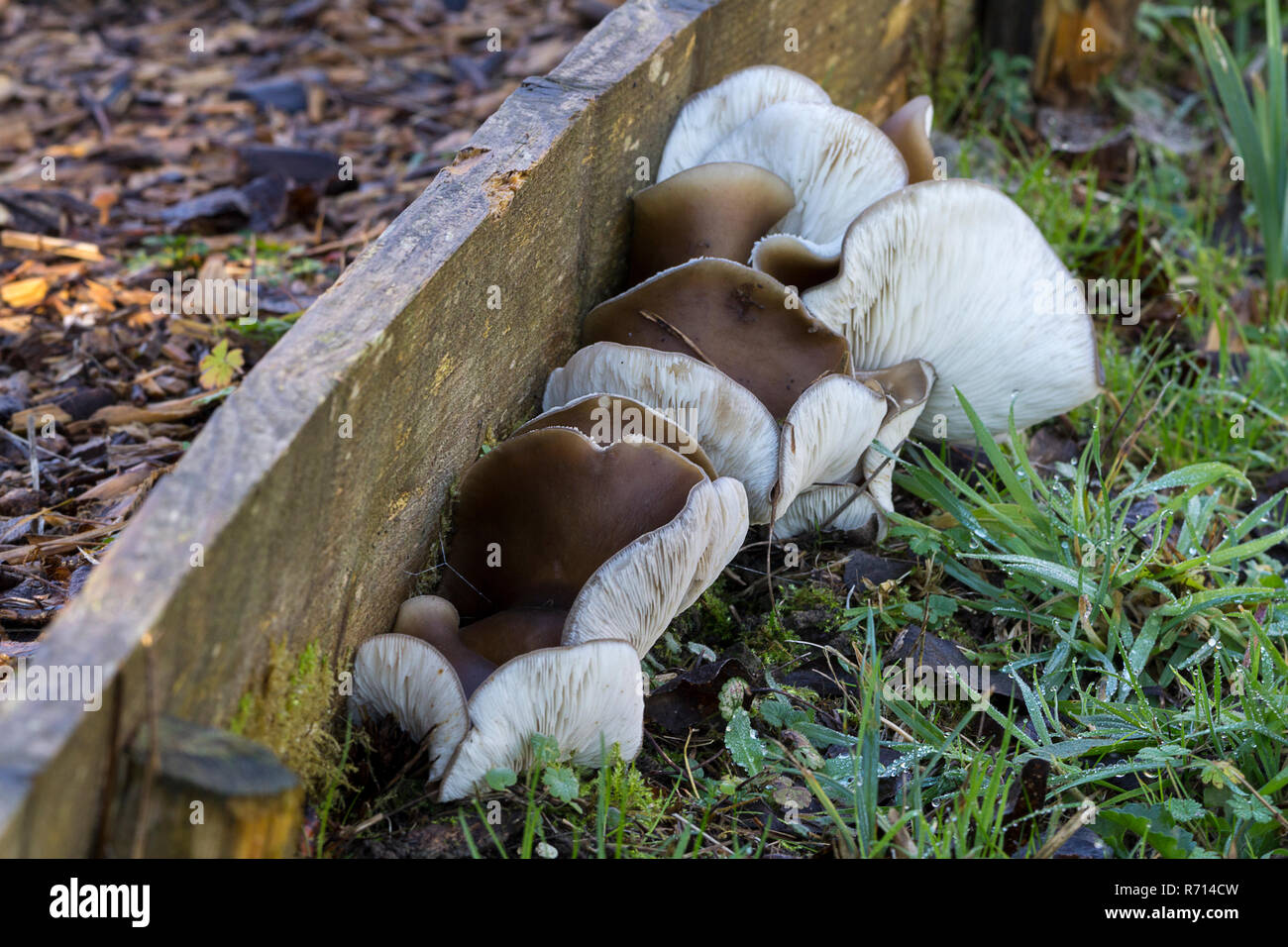 Champignons dans une rangée le long chemin de copeaux conseil chant décembre 2018. Caps brun froissé et blanc cassé de plus en plus des branchies à proximité du sol dans une rangée. Wwt Arundel Banque D'Images