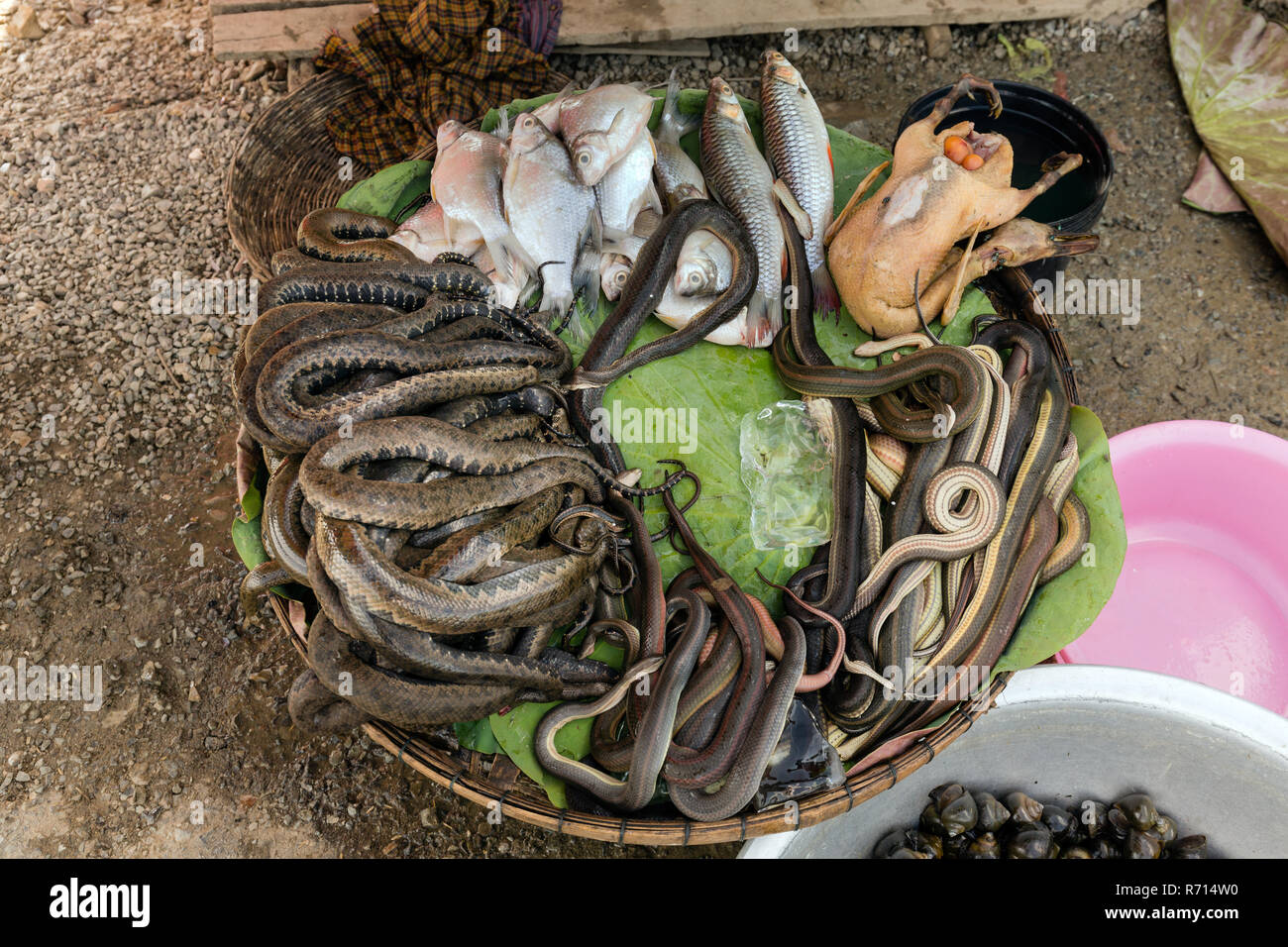 Panier de serpents, le poisson et le poulet sur les routes de campagne, à Phnom Penh, Cambodge Banque D'Images