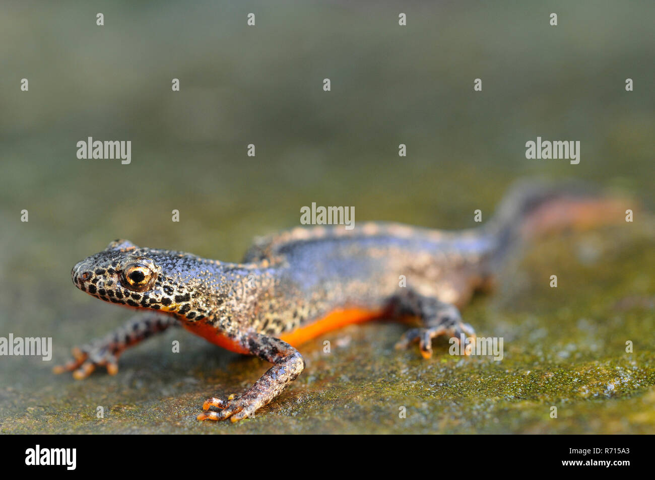 Ichthyosaura alpestris triton alpestre (mâle), marcher sur de la pierre, en Rhénanie du Nord-Westphalie, Allemagne Banque D'Images