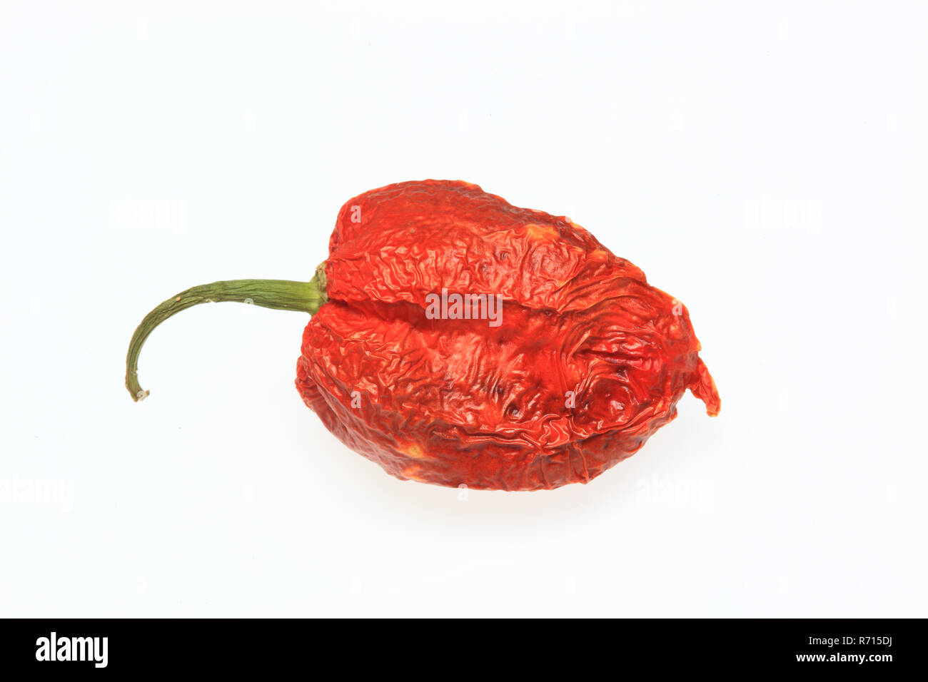 Bhut-Jolokia ou séché- Naga Jolokia piment du Chili, la plus chaude dans le monde, 2006 Guinness World Records Banque D'Images