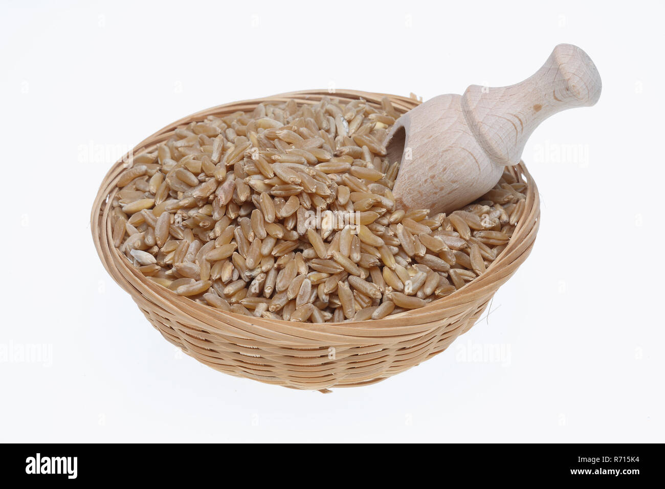 Ancienne de blé Khorasan kamut, Oriental, ou du blé (Triticum turgidum x polonicum) Banque D'Images