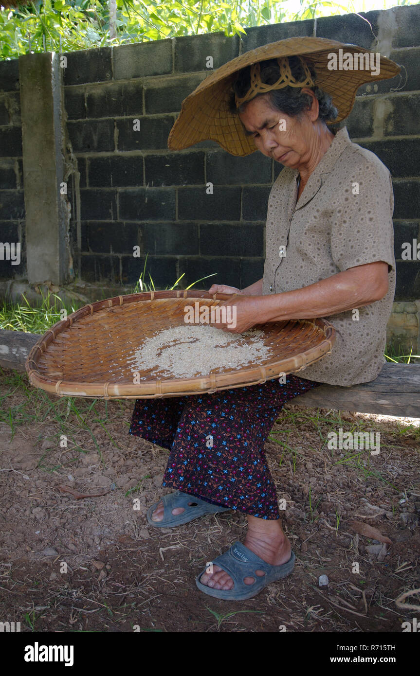 Une vieille femme thaïlandaise le nettoyage des grains de riz, province de Loei, Thaïlande Banque D'Images