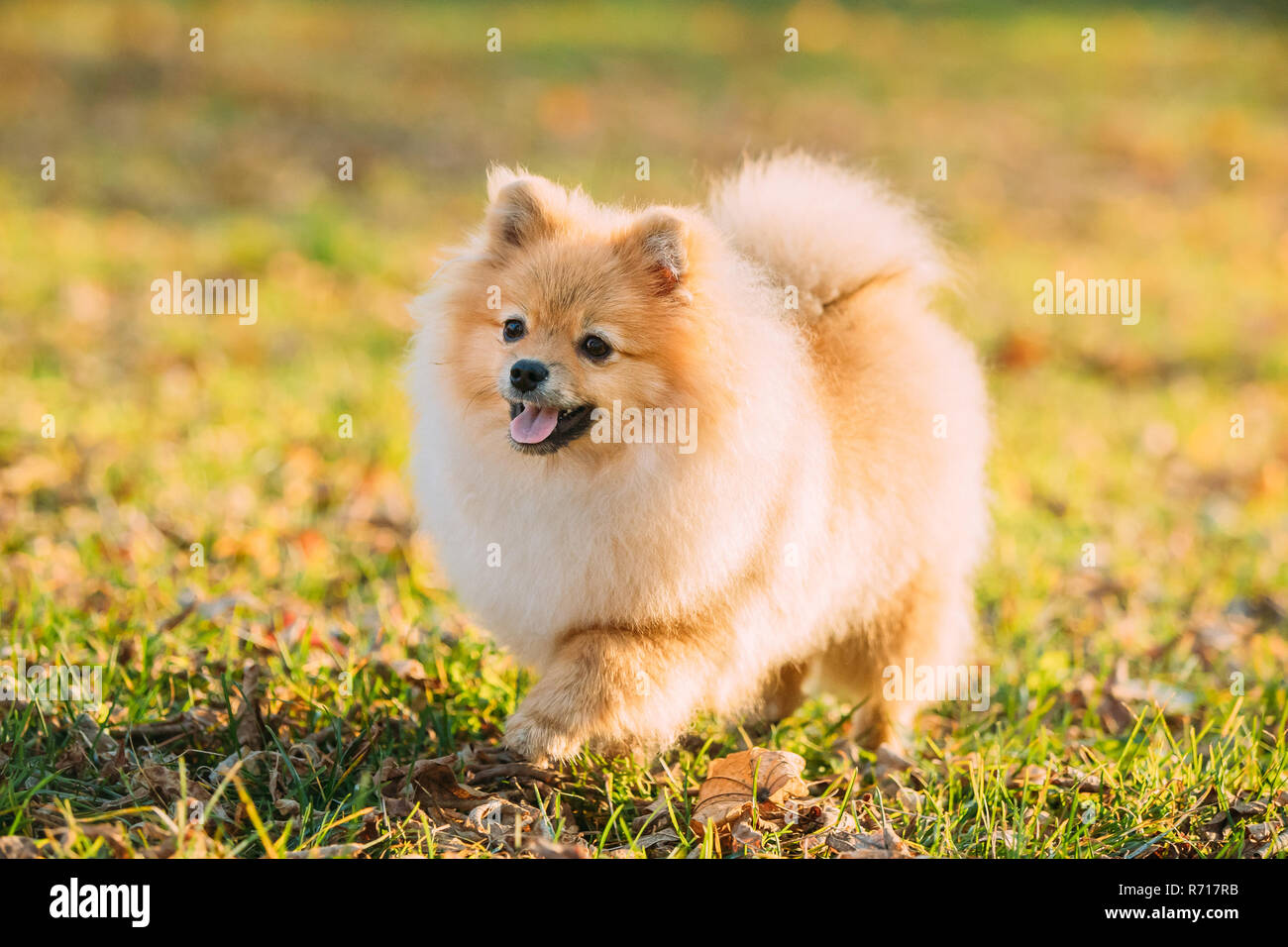 Drôle jeune chiot rouge Spitz Pomeranian Chiot heureux jouer dehors dans l'herbe d'automne. Banque D'Images