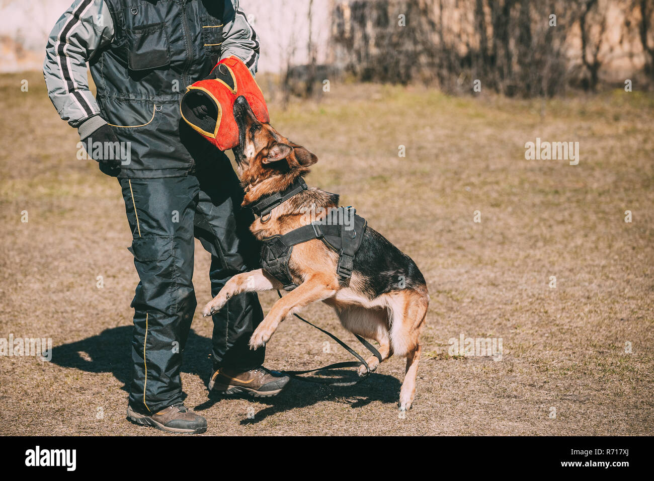 Loup alsacien manchon mordre pendant la formation. Deutscher Chien. Banque D'Images