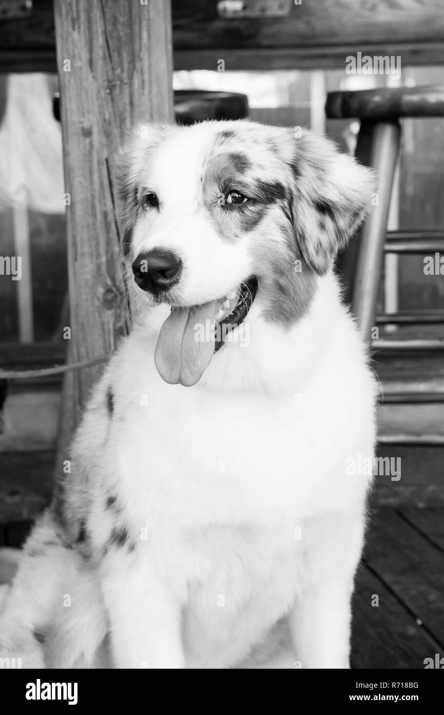 Animal de compagnie et des animaux domestiques. Chien assis sous la table de Key West, États-Unis d'Amérique. Chiot avec blanc, bruns et noirs sur un plancher en bois. Ami et amitié. L'empathie et de l'assistance concept Banque D'Images