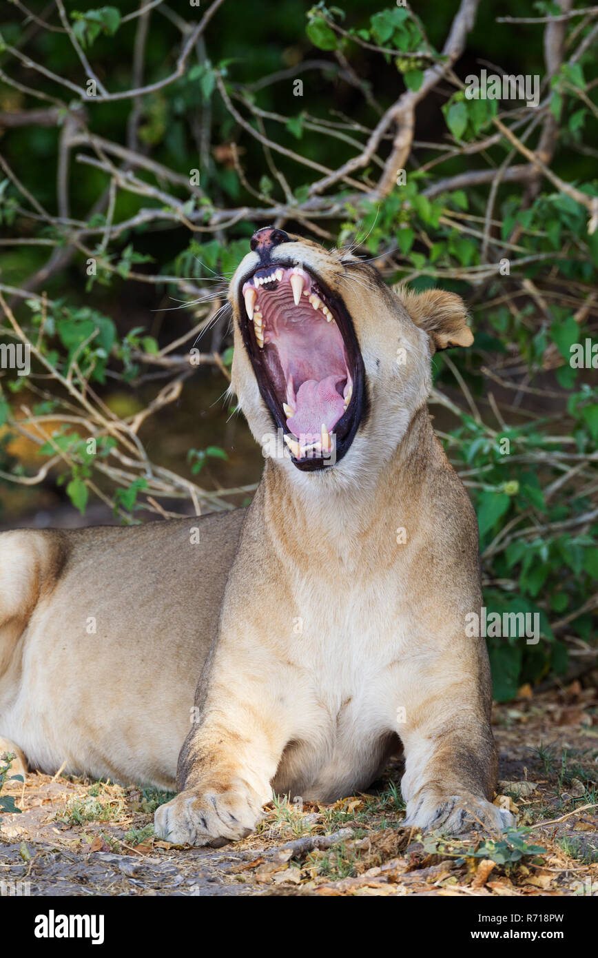 Lion (Panthera leo), le bâillement femme, Chobe National Park, Botswana Banque D'Images