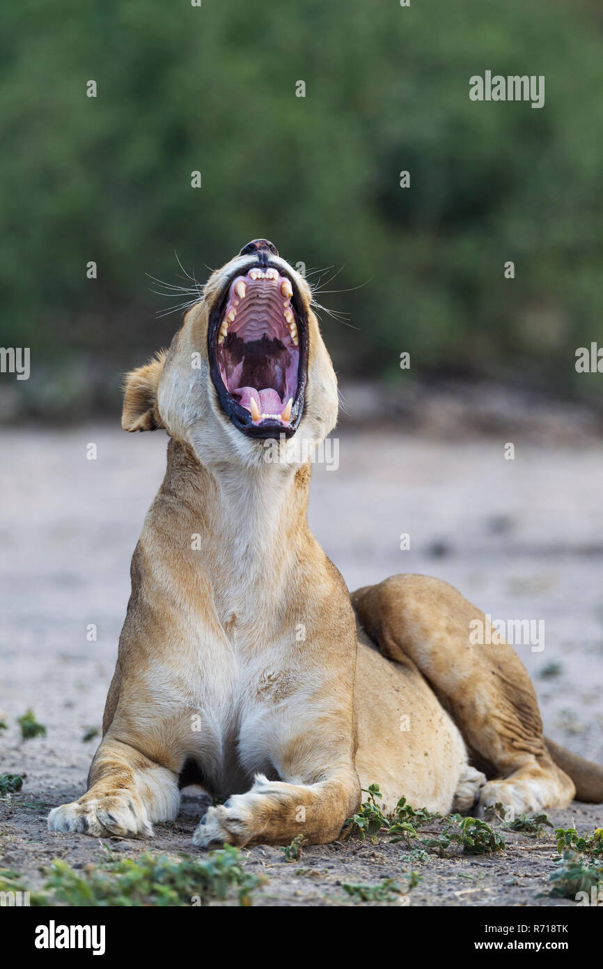 Lion (Panthera leo), le bâillement femme, Chobe National Park, Botswana Banque D'Images