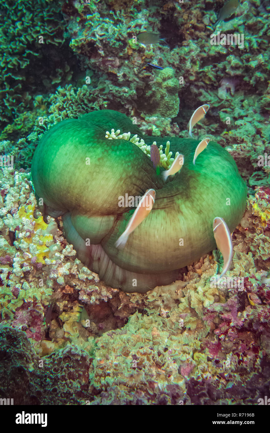 Un dûment assermenté de poissons clowns se cachent dans cette belle anémone de mer verte Banque D'Images