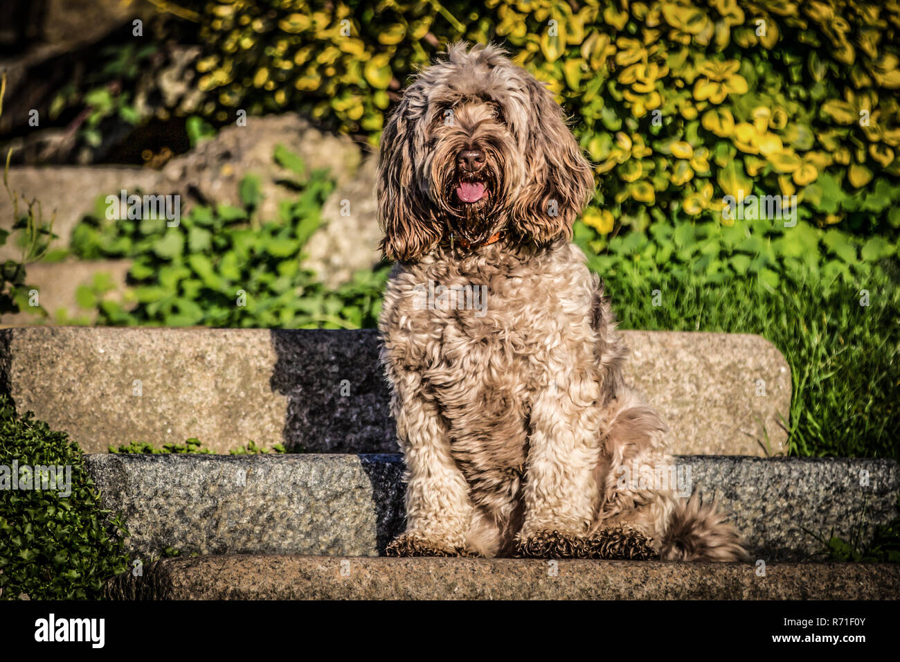 Cockapoo à Richmond Park Banque D'Images