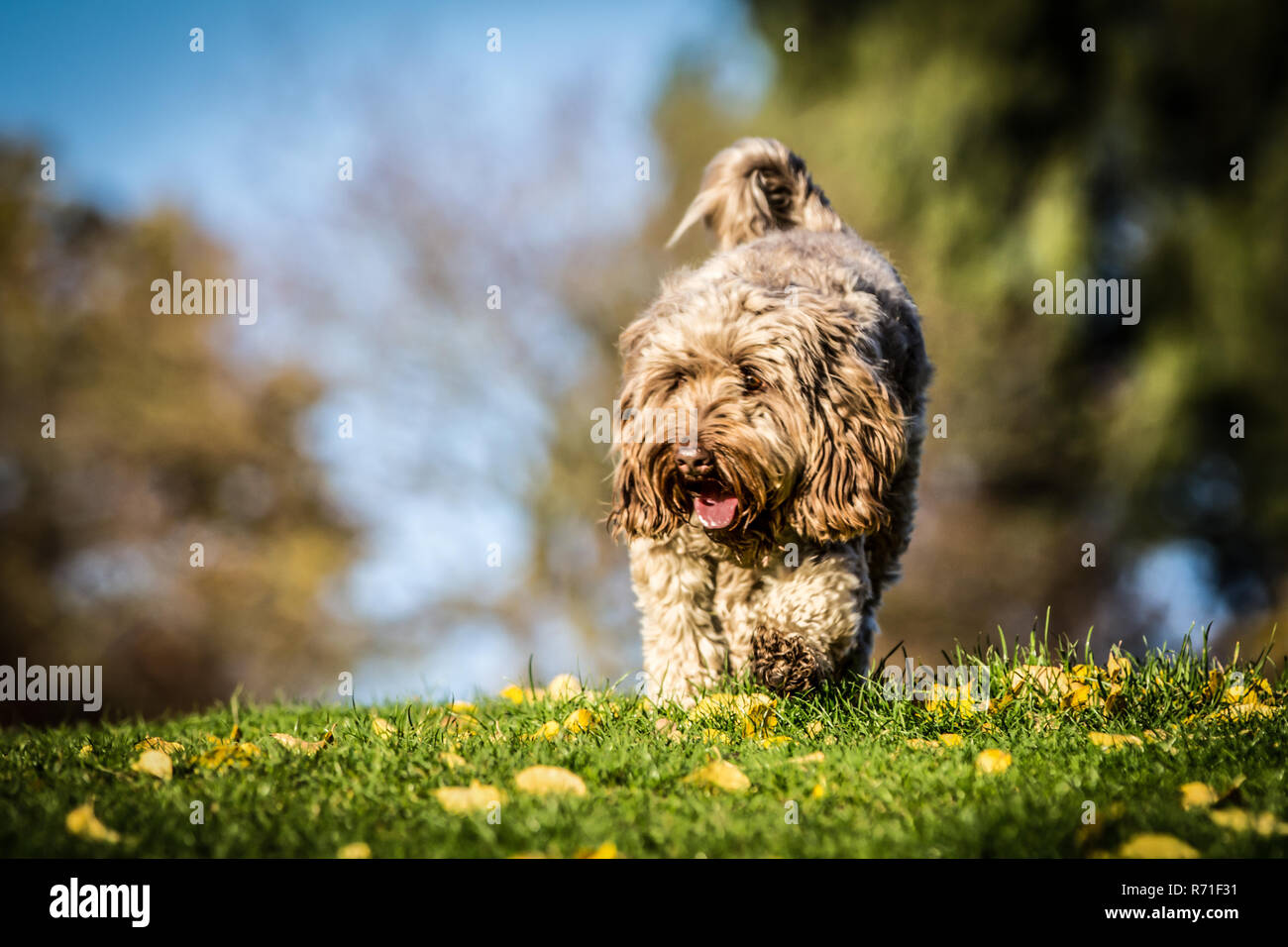 Cockapoo à Richmond Park Banque D'Images