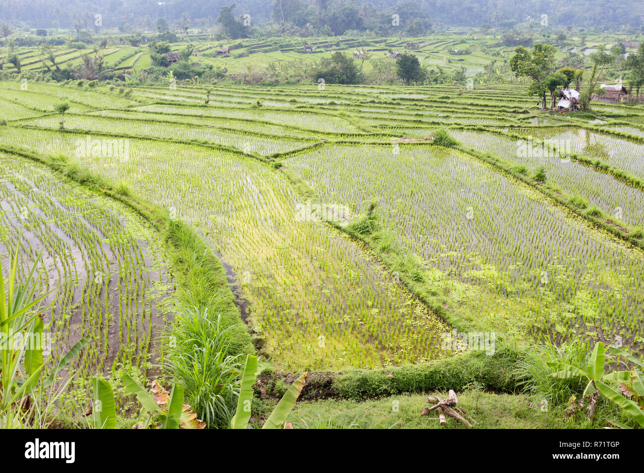 Terrasses de riz, Tirtaganga, Bali, Indonésie Banque D'Images
