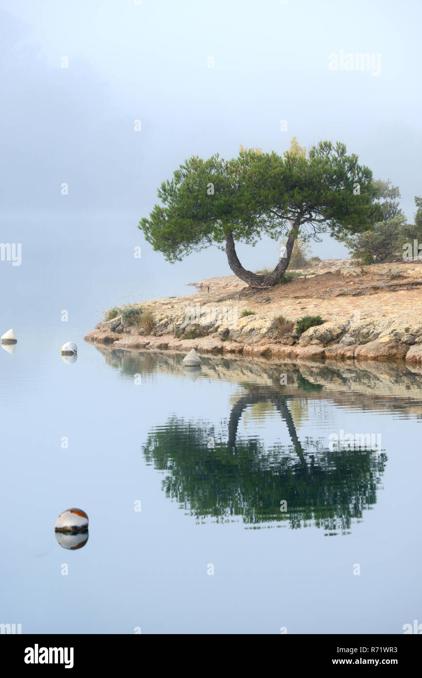 Image miroir ou Image réfléchie d'un seul arbre sur les rives du lac d'Esparron, dans le Parc Régional du Verdon, Alpes de Haute Provence Provence France Banque D'Images