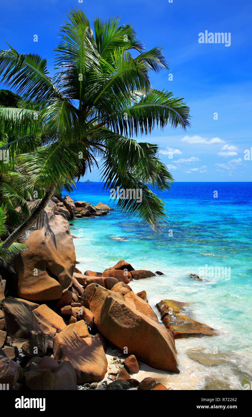 Palm tree at Anse Patates Beach, île de La Digue, de l'Océan Indien, République des Seychelles. Banque D'Images