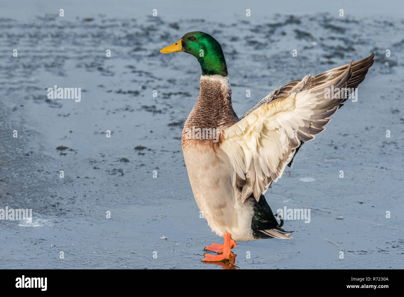 Un homme politique mallard (Anas platyrhynchos) est debout à étirer ses ailes sur la glace d'un lac gelé en hiver. Banque D'Images