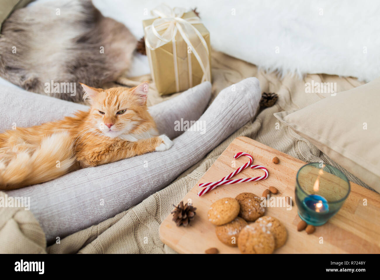 Red cat lying on propriétaire pieds de lit à Noël Banque D'Images