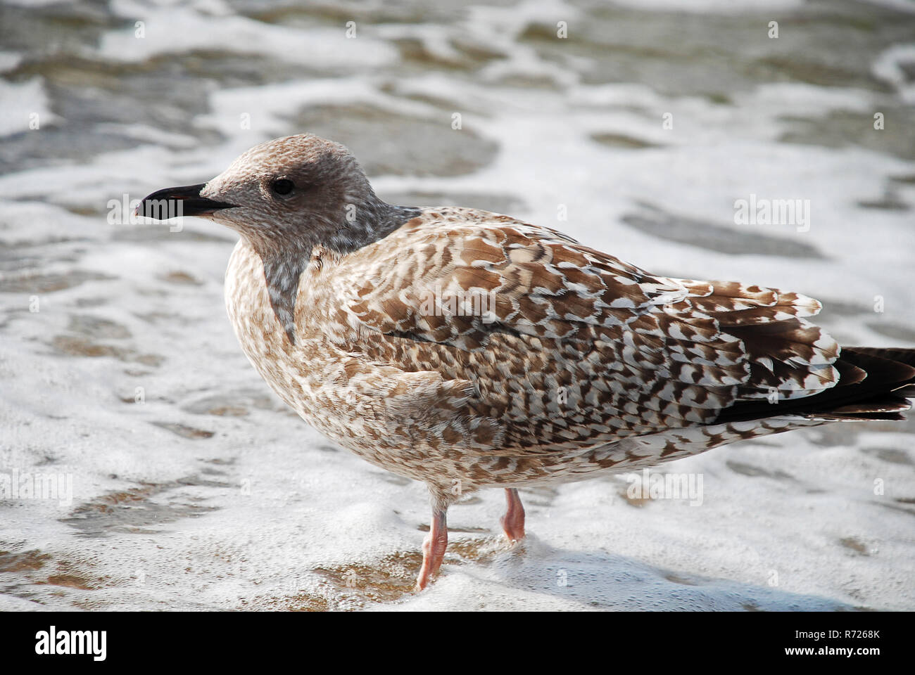 Mouette sur la mer Baltique, Allemagne Banque D'Images