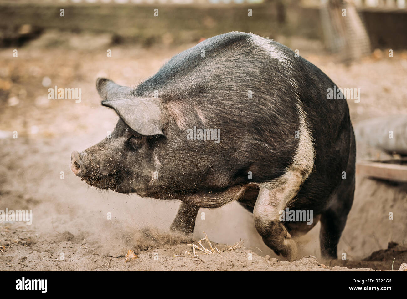 Drole De Menage Un Gros Cochon Noir D Execution En Cour De Ferme L Elevage De Porcs Photo Stock Alamy
