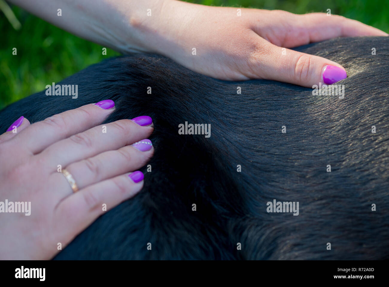 Des mains humaines faisant massage chien Banque D'Images