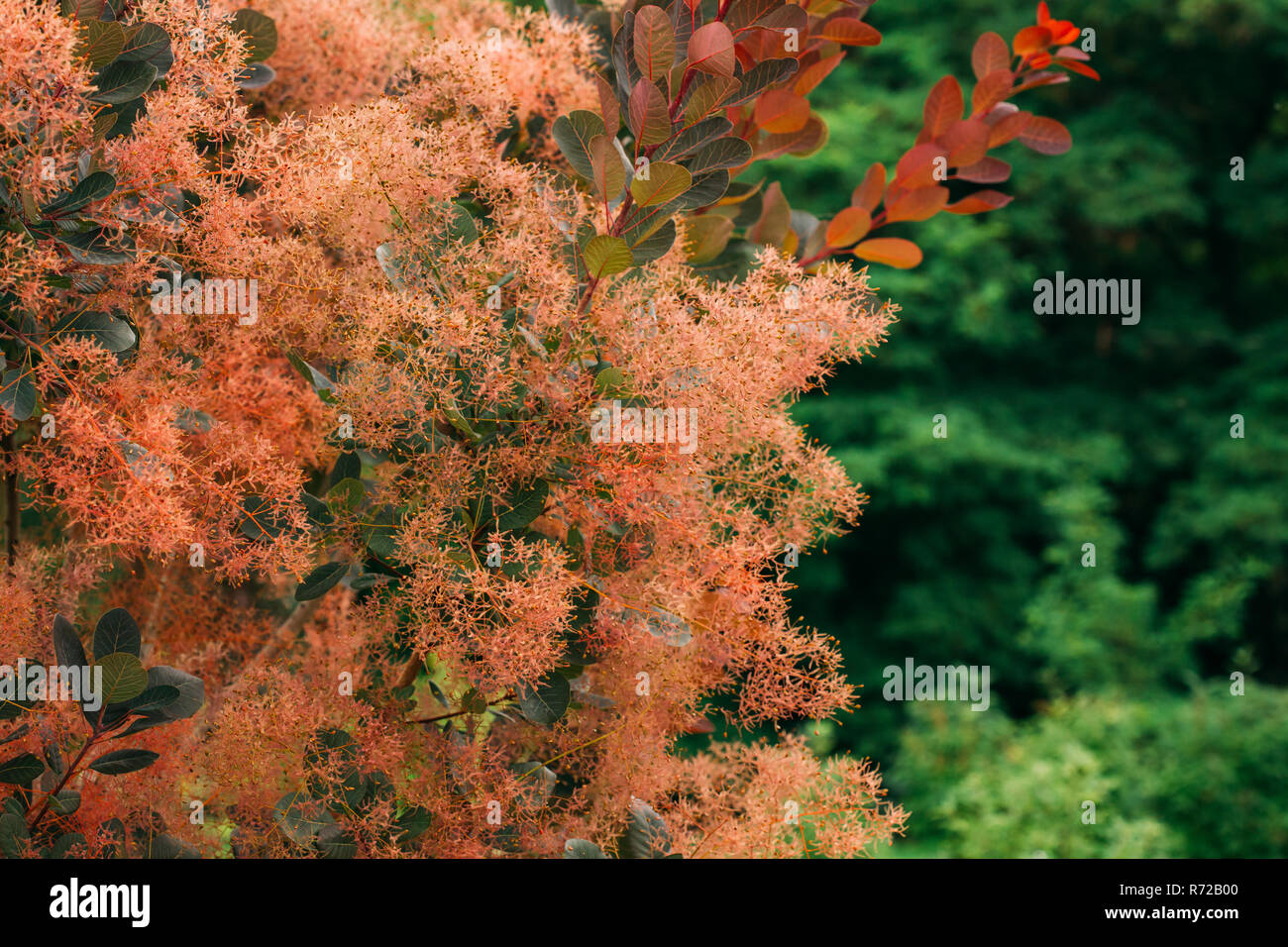 Prunus serrula Scop. Violet royal. Prunus serrula, Syn. Rhus Cotinus, cotinus, cotinus, Eurasien Smoke Tree, fumée, Bush somme de Venise Banque D'Images