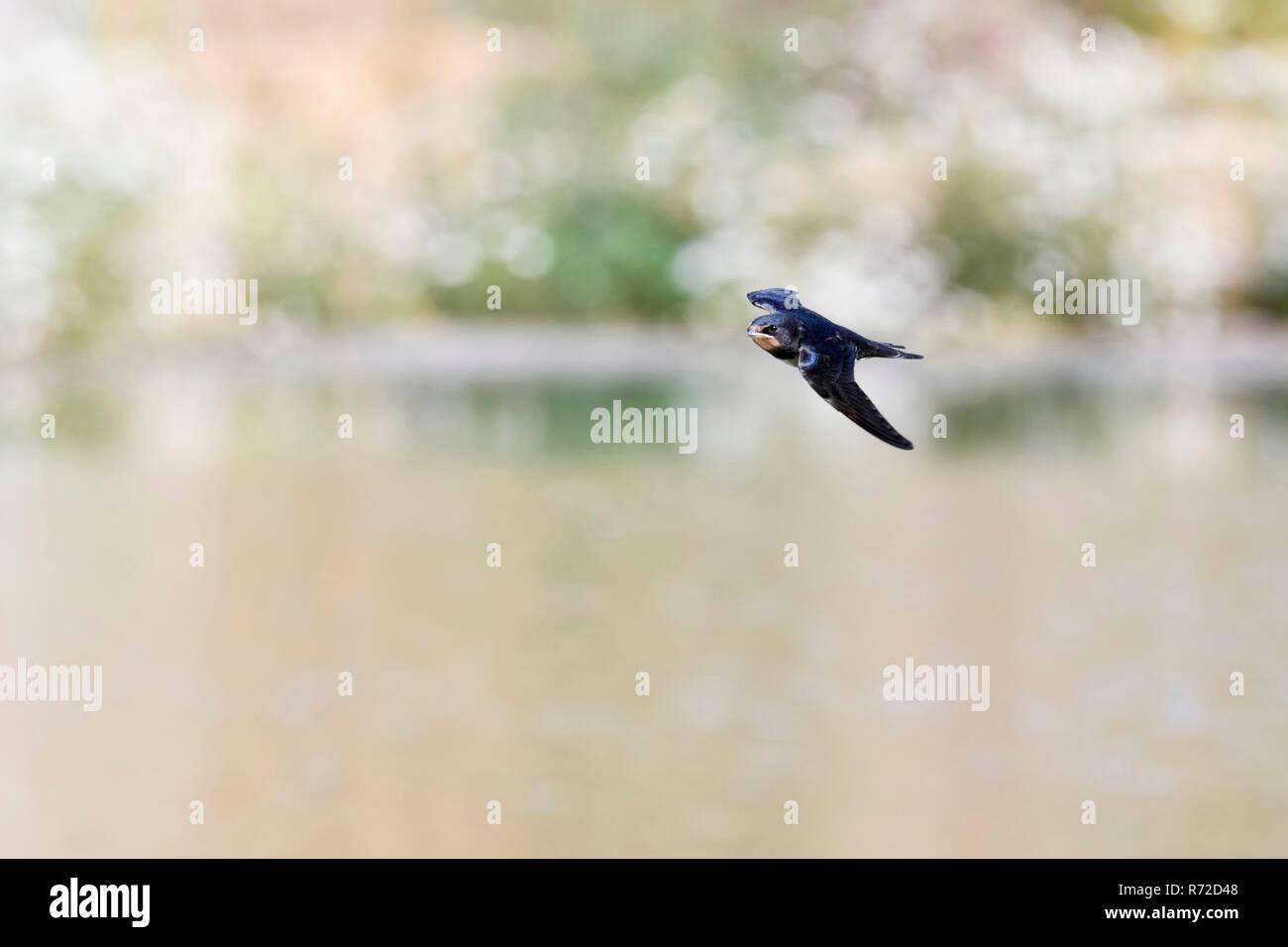 Hirondelle rustique Hirundo rustica / Rauchschwalbe ( ) en vol rapide, chasse au-dessus de l'eau, de la faune, de l'Europe. Banque D'Images