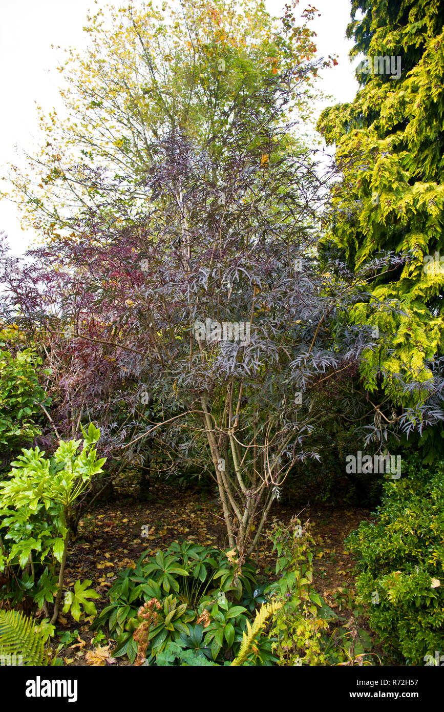 Sambucus black lace Banque D'Images