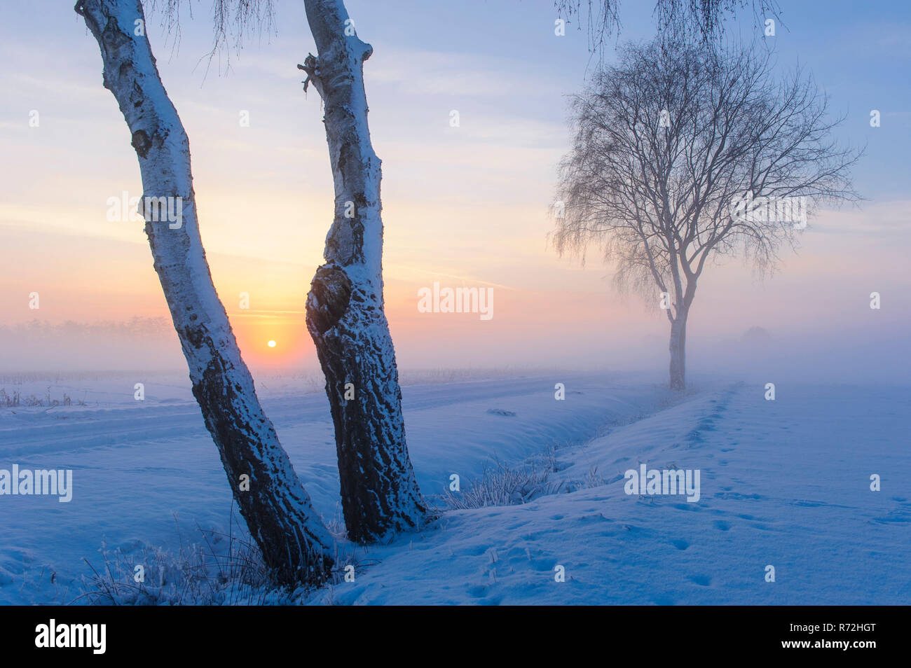 Birke bei Sonnenuntergang, Niedersachsen, Deutschland, (Betula spec.9 Banque D'Images