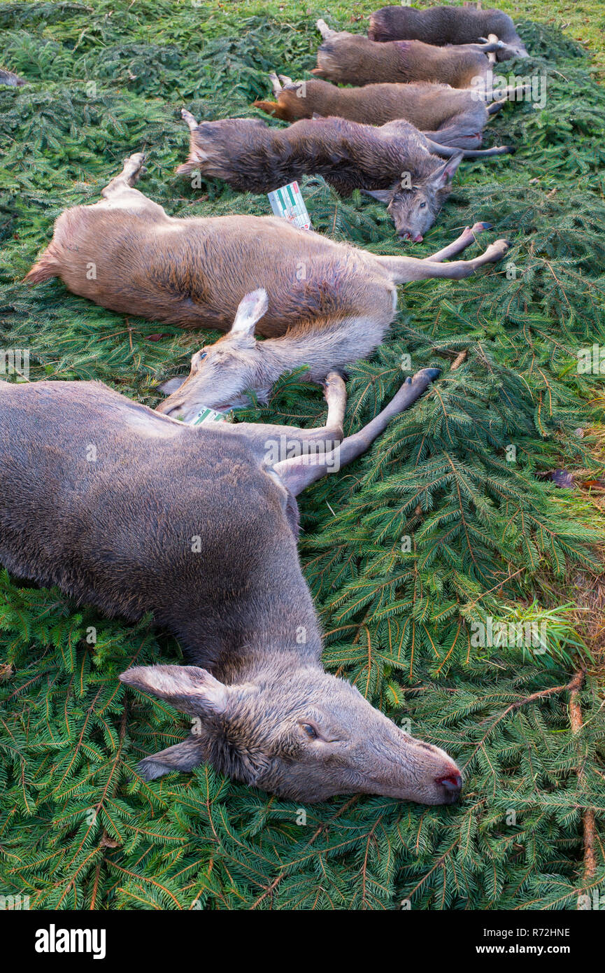 Dead Red Deer, Solling, Basse-Saxe, Allemagne, (Cervus elaphus) Banque D'Images