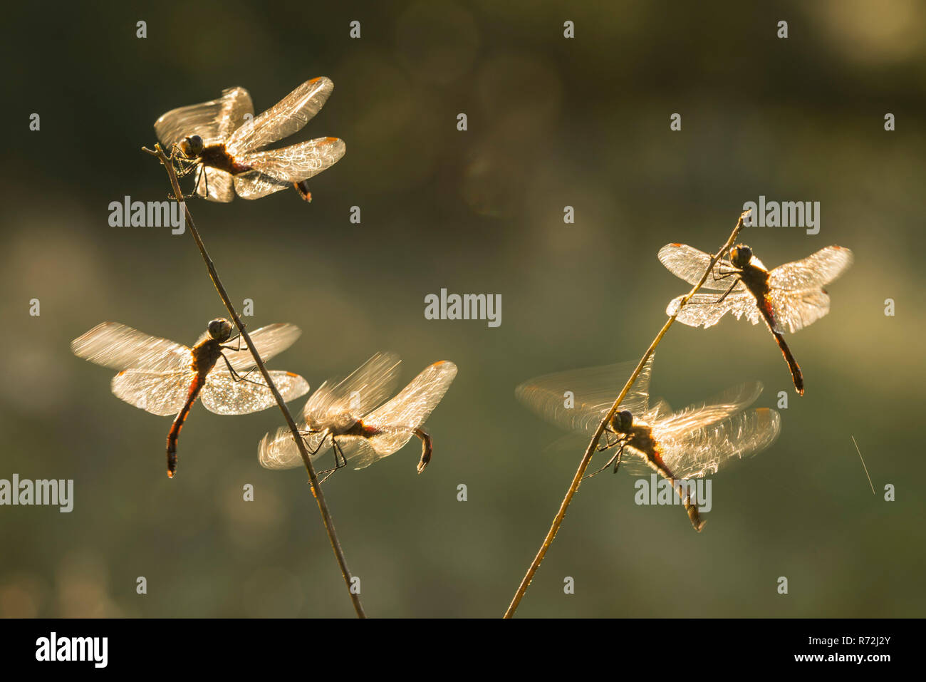 Sympetrum depressiusculum, Sumpf-Heidelibelle, Ahlhorner Fischteiche, Niedersachsen, Deutschland Banque D'Images