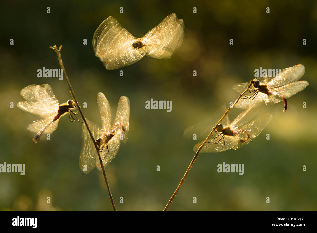 Sympetrum depressiusculum, Sumpf-Heidelibelle, Ahlhorner Fischteiche, Niedersachsen, Deutschland Banque D'Images