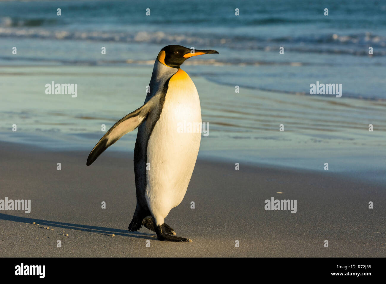 Point volontaires, Îles Falkland, Royaume-Uni, Afrique du manchot royal, sur la plage, (Aptenodytes patagonicus) Banque D'Images