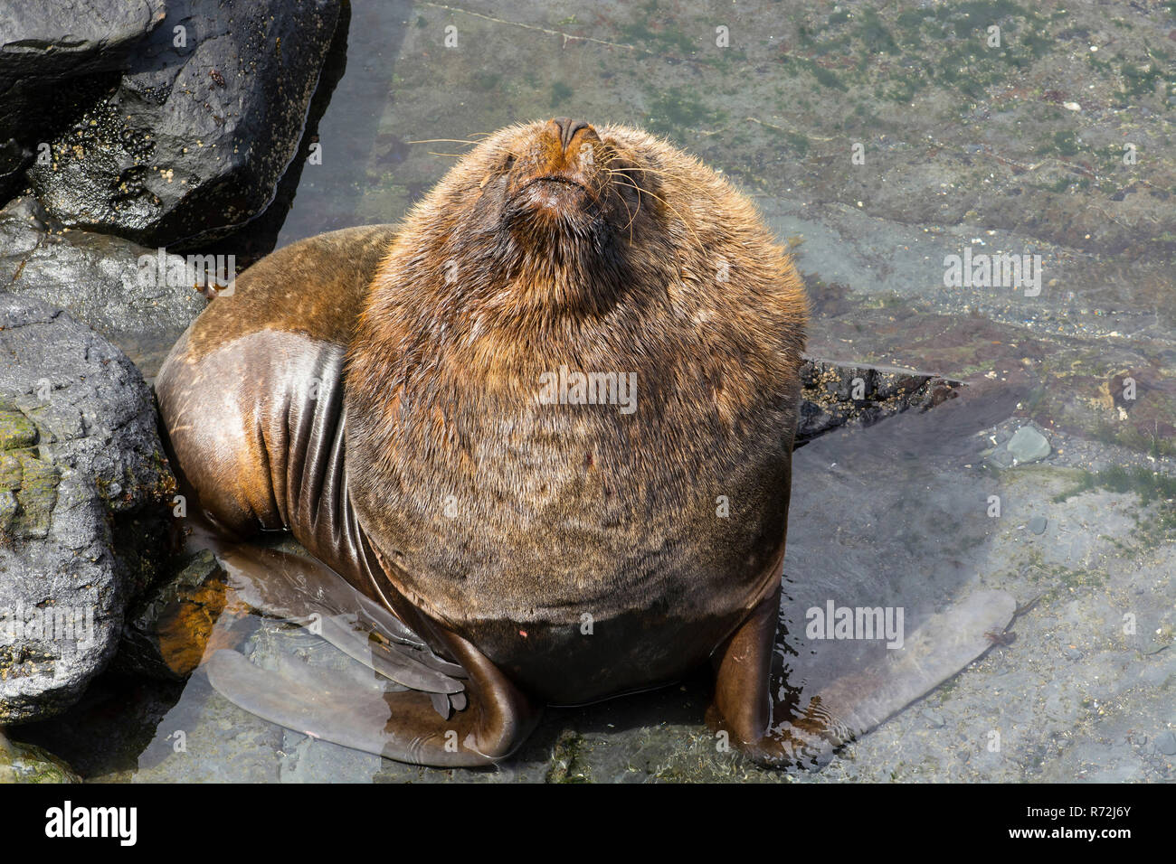 L'Île Sealion, Îles Falkland, Royaume-Uni, Amérique du Sud, homme, Lion de mer (Otaria flavescens) Banque D'Images