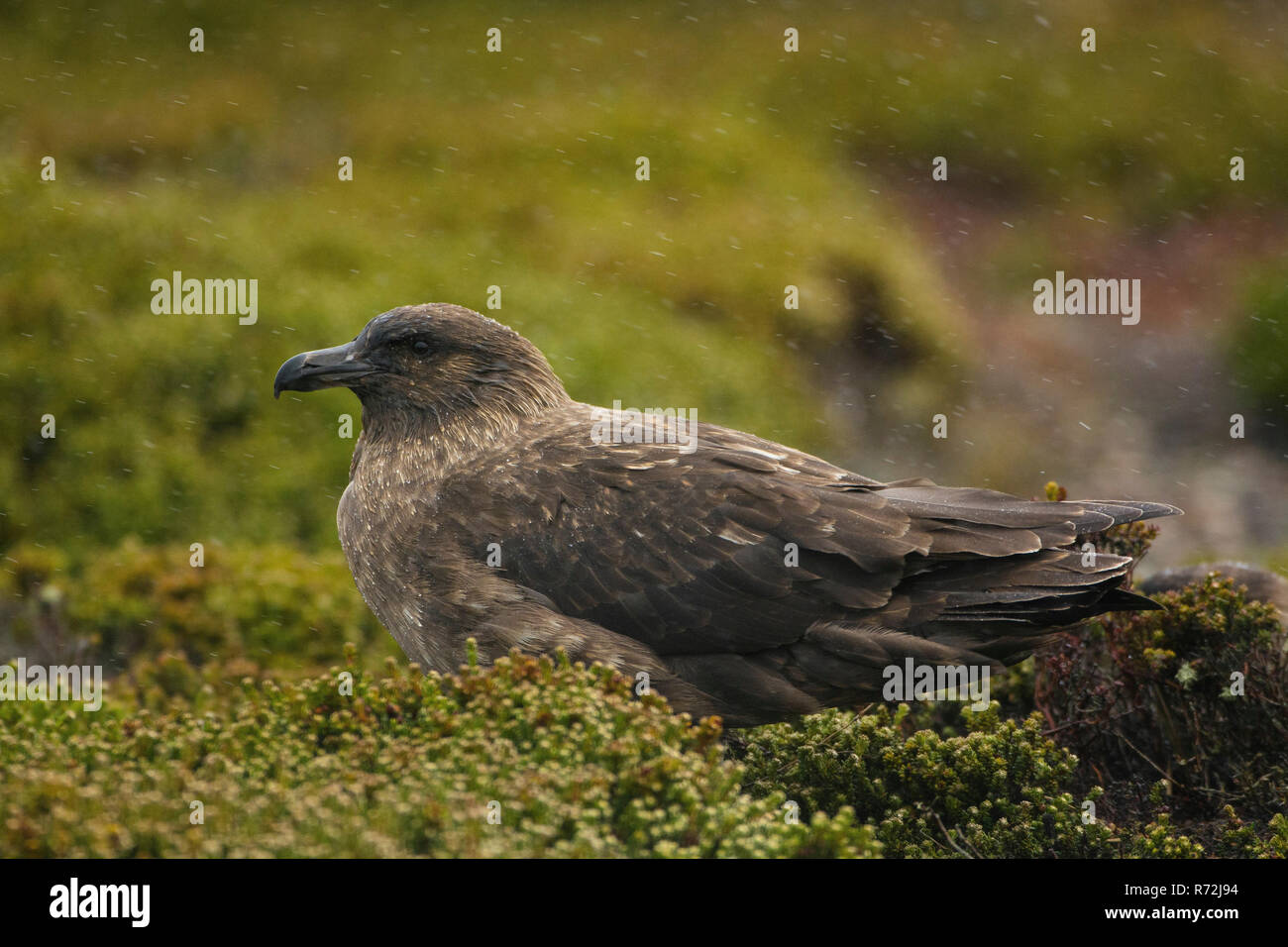 L'île de la carcasse, Îles Falkland, Royaume-Uni, Skua subantarctique, (Stercorarius antarcticus) Banque D'Images