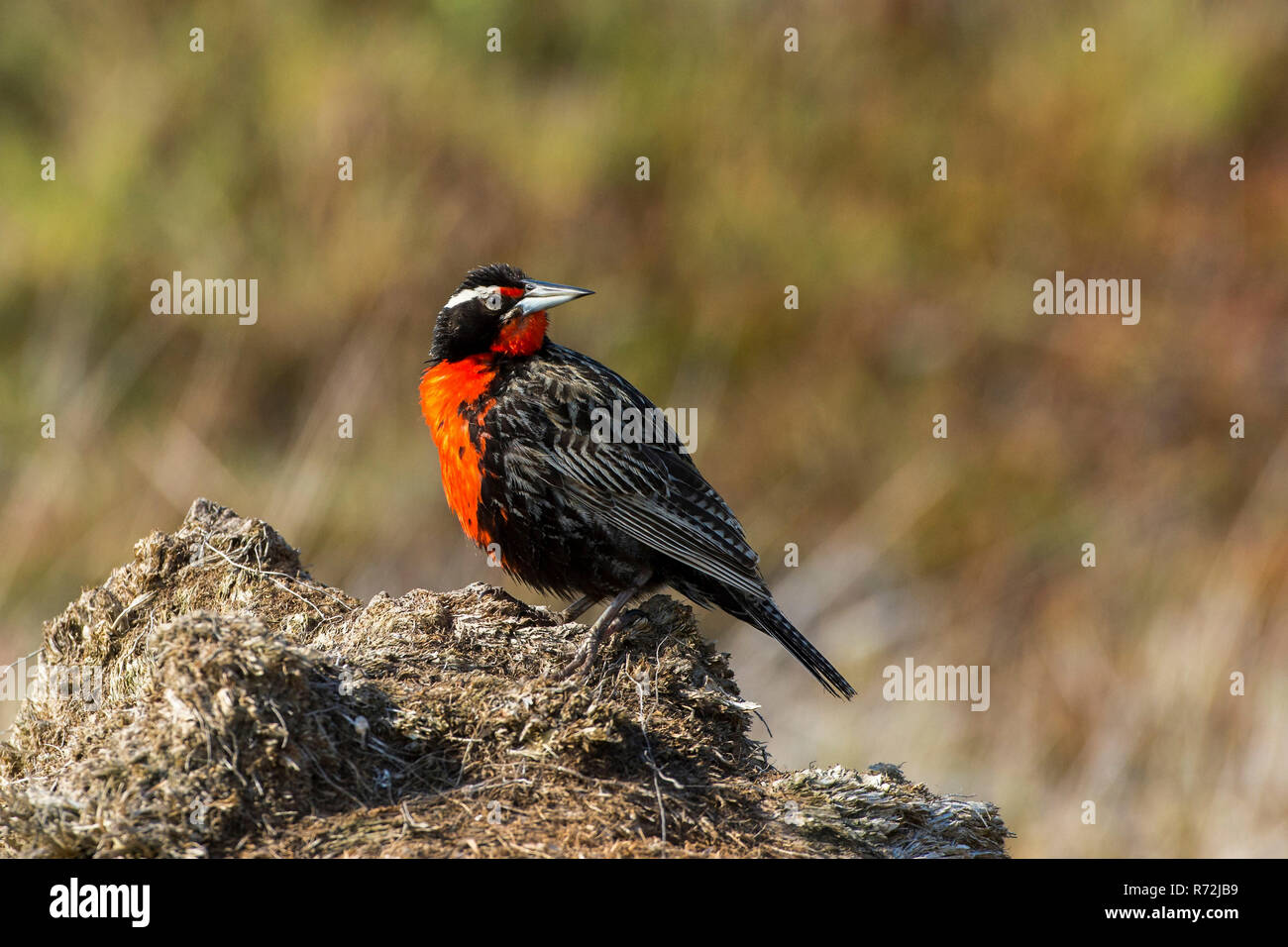 L'île de la carcasse, Îles Falkland, Royaume-Uni, Long-tailed Meadowlark (Sturnella loyca), Banque D'Images